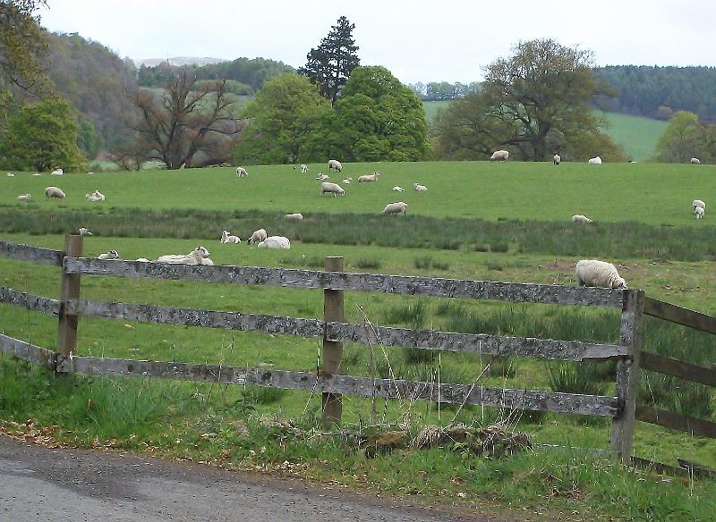 Dag 5, Fort William-Stirling (74).JPG